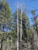 PICTURES/Reyonlds Creek Trail - Tonto National Forest/t_Aspens5.jpg